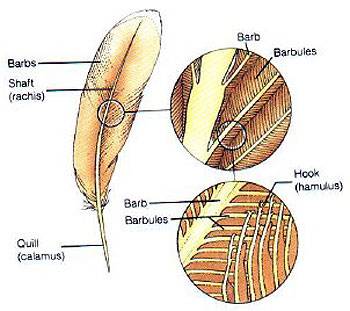 featherstructure.jpg