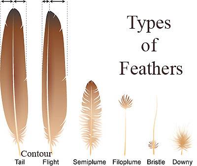 typesoffeathers.jpg