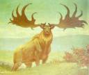 Irish_Elk.jpg